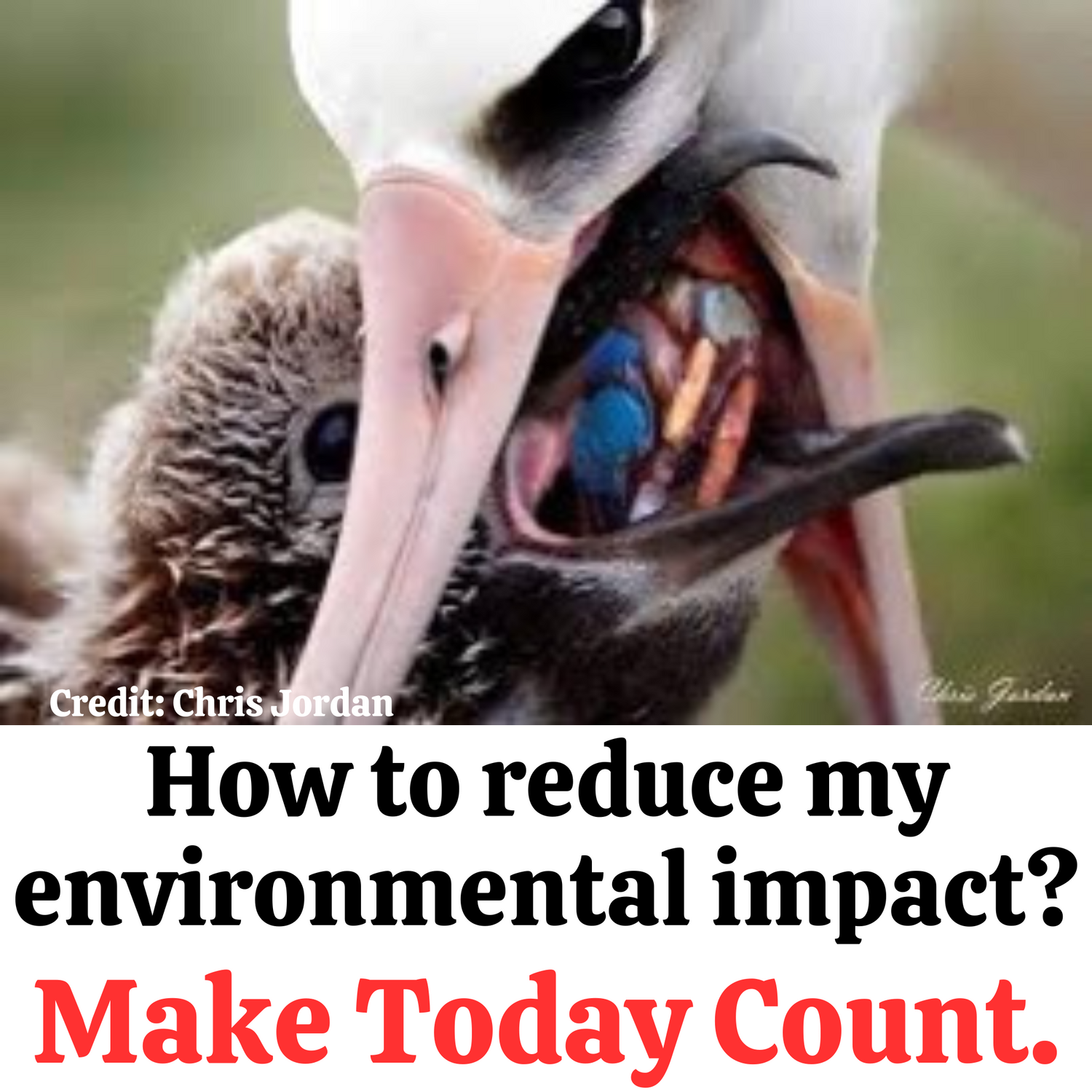 White albatross mama bird feeding her young offspring, this image captures the contents of the food being passed from adult to child bird is full of different colored pieces of plastic with no food, below image are the words “What is your environmental impact?” Written in black letters. Line below in red letters “Make Today Count”